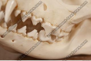 photo reference of skull 0030